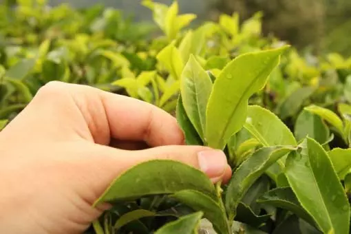 ve-sinh-phu-nu-bang-la-trau-khong