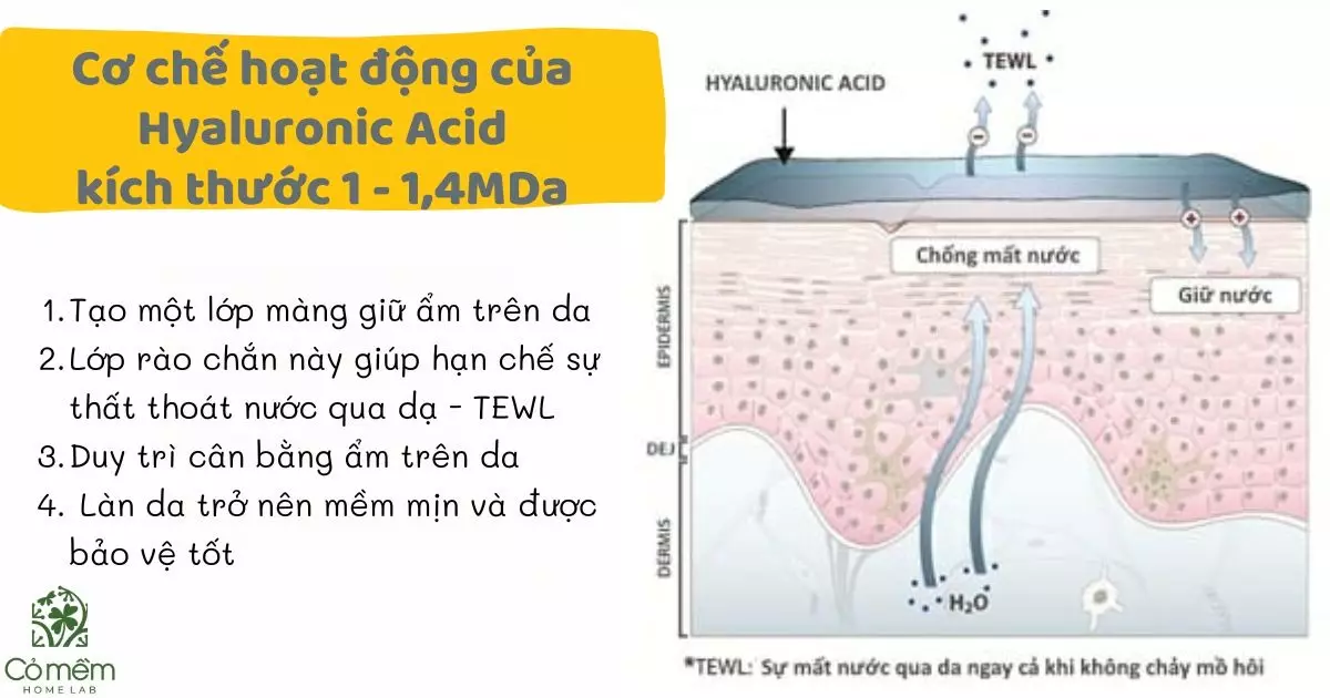 hyaluronic acid