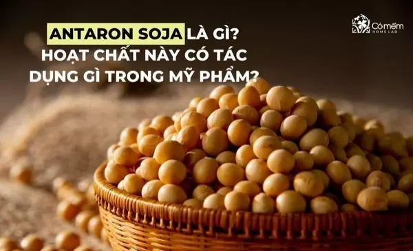 Antaron Soja là gì? Hoạt chất này có tác dụng gì trong mỹ phẩm