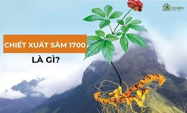 chiết xuất sâm 1700