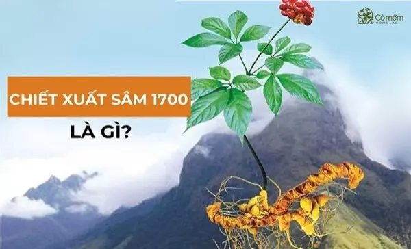 Chiết xuất Sâm 1700 là gì? Công dụng đối với làn da