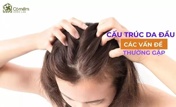 Cấu trúc da đầu và các vấn đề da đầu thường gặp phải