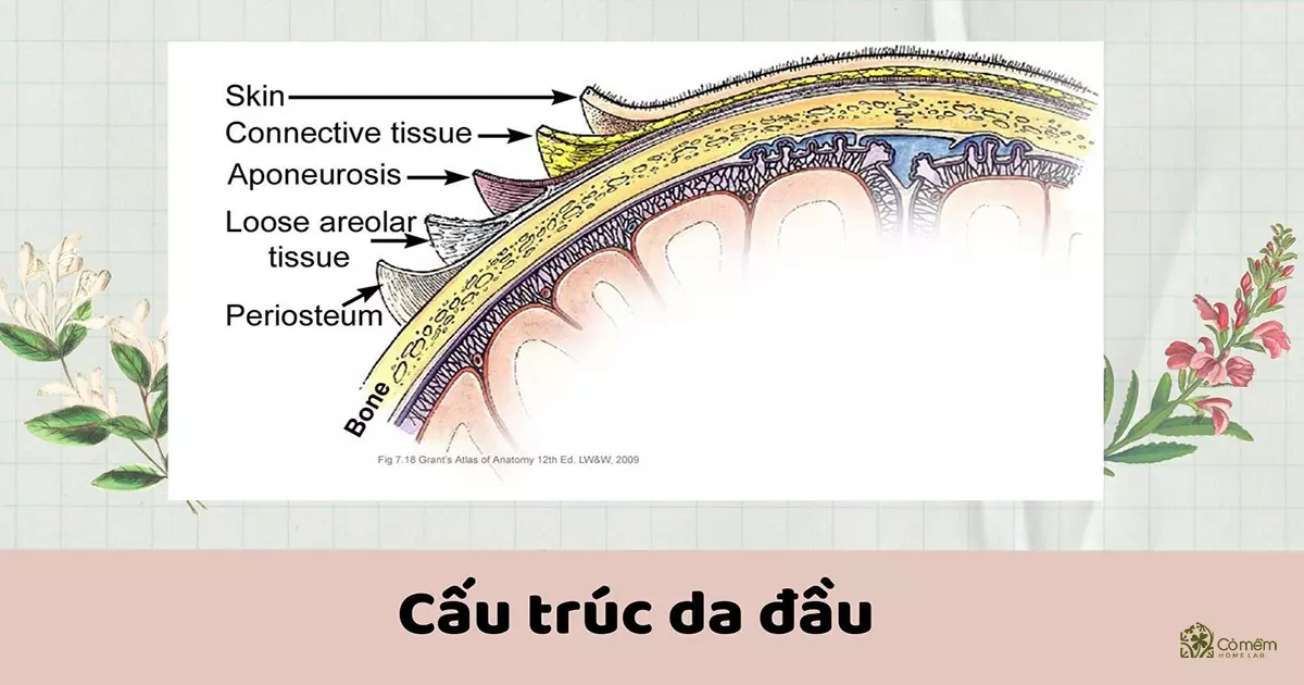 da đầu