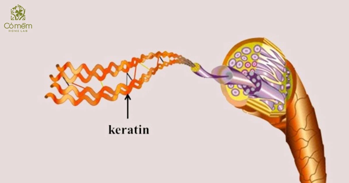 dầu gội chứa keratin