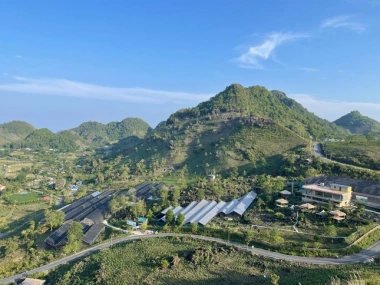 Tự hào vùng trồng Sâm 1700 đạt chứng nhận hữu cơ