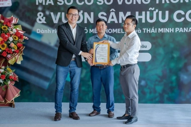 Tháng 6, nghe cây sâm Lai Châu kể chuyện đời mình
