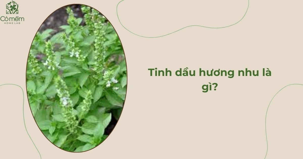 tinh dầu hương nhu