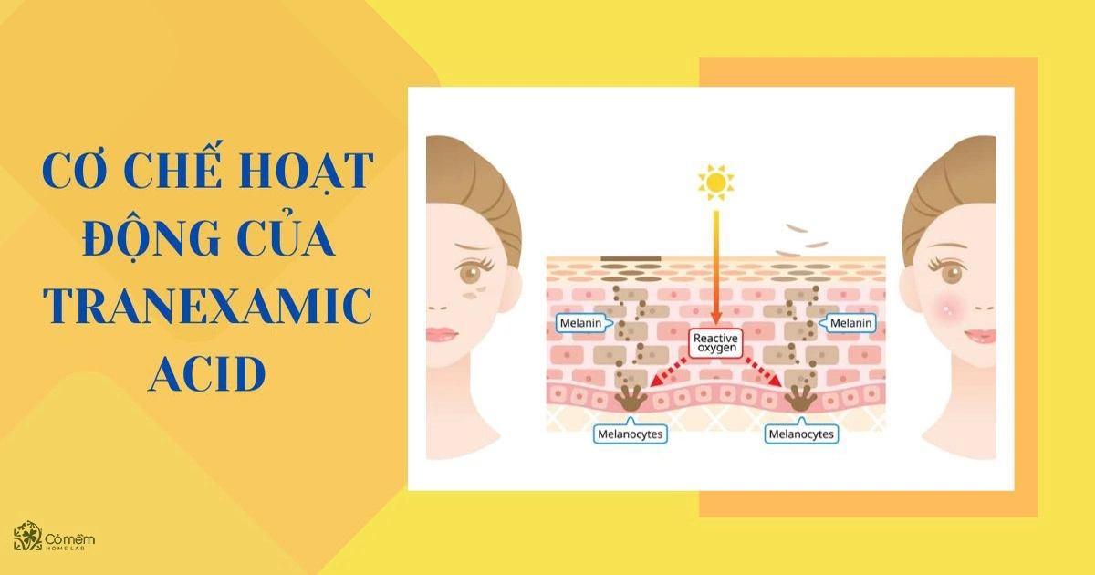 tranexamic acid trong mỹ phẩm