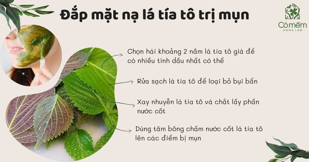 trị mụn bằng lá tía tô 