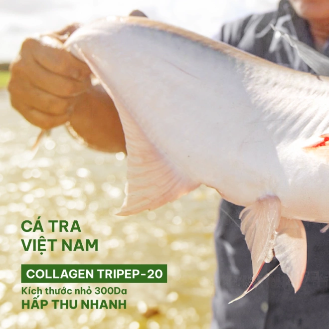 Bột uống Collagen - HA giúp Duy Trì Làn Da Săn Chắc, Trẻ Trung