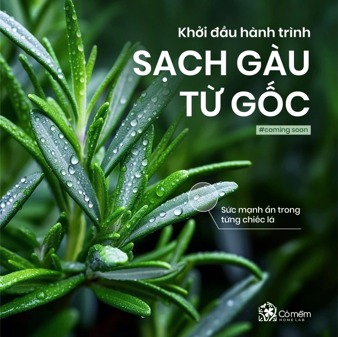 Dầu Gội Sạch Gàu Hương Thảo