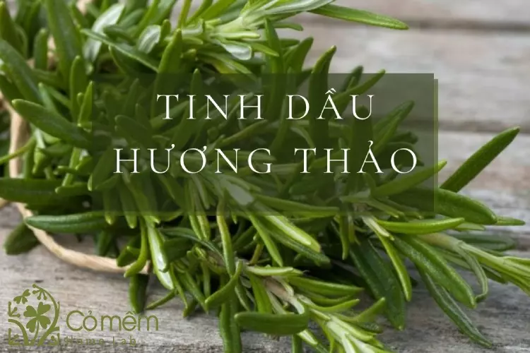 Tinh dầu hương thảo: top 9 công dụng và cách tự làm tại nhà