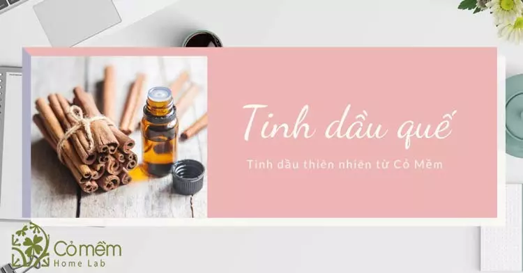 Những thông tin thú vị về tinh dầu quế có thể bạn chưa biết