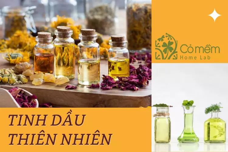 Tinh dầu thiên nhiên là gì? #3 Loại tinh dầu thảo mộc số 1