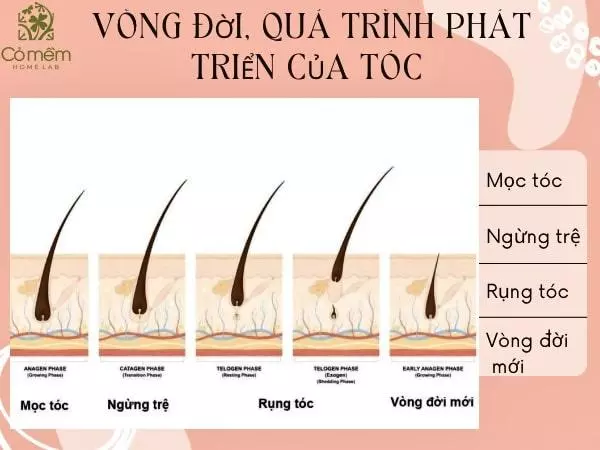 ăn gì để tóc mọc nhanh