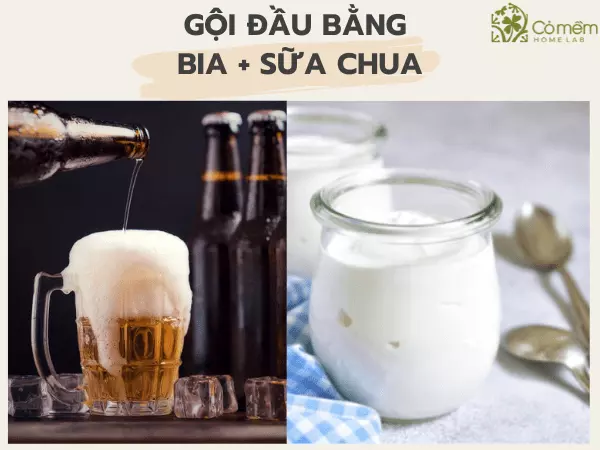 cách trị gàu tại nhà bằng bia