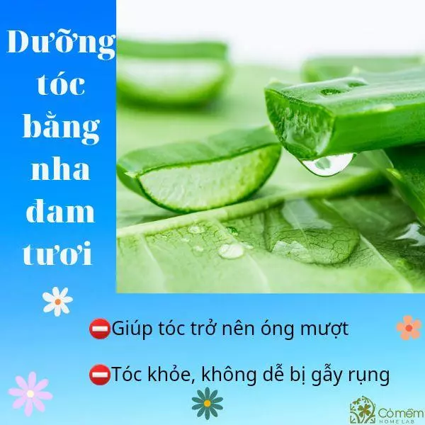 cách dưỡng tóc bằng nha đam