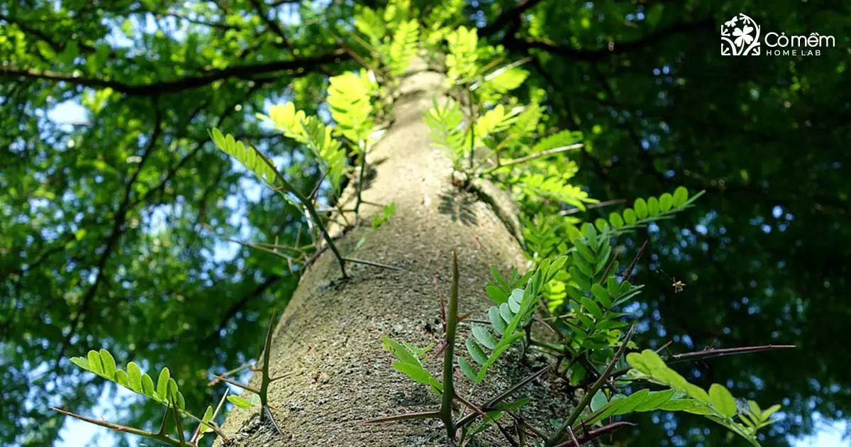 bồ kết