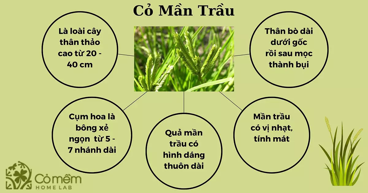 cỏ mần trầu