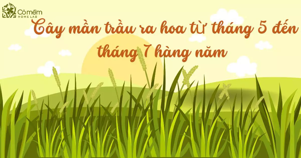 cỏ mần trầu