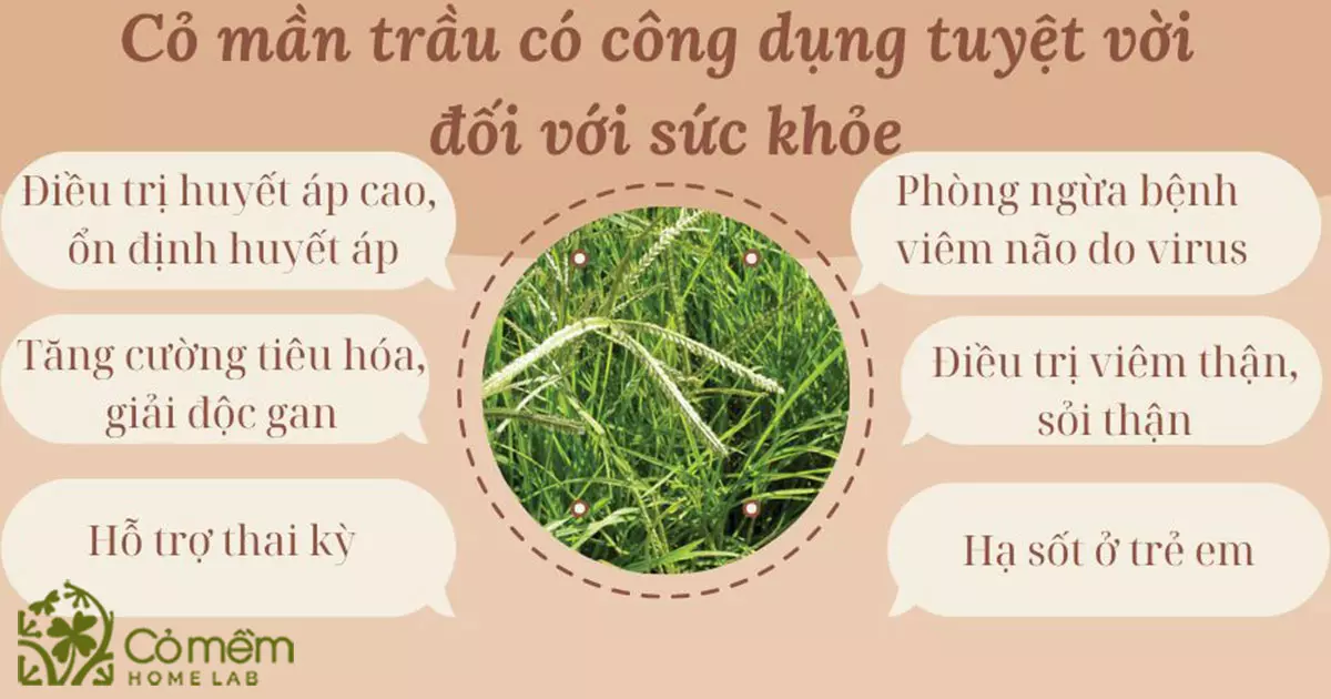 cỏ mần trầu