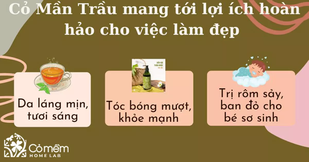 cỏ mần trầu