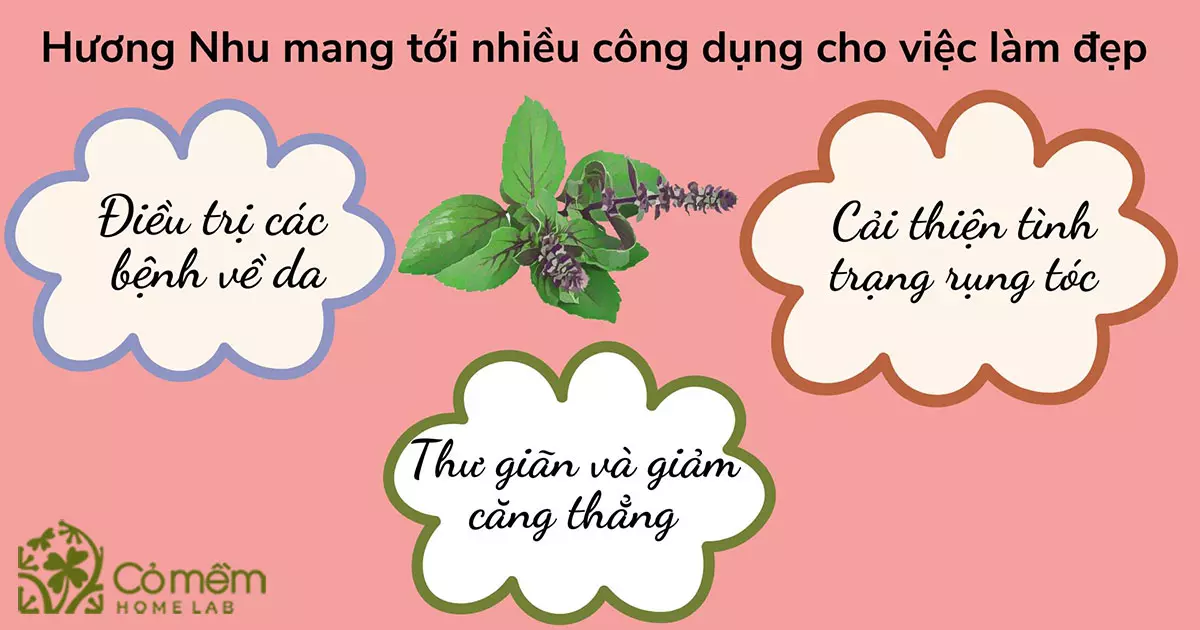 hương nhu