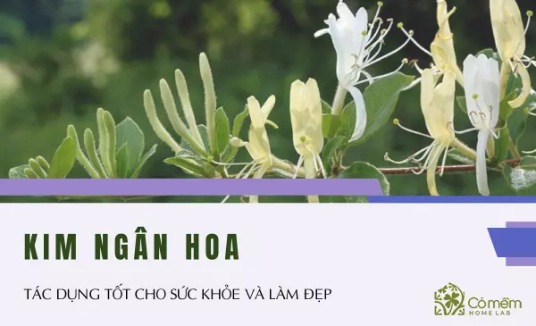 kim ngân hoa