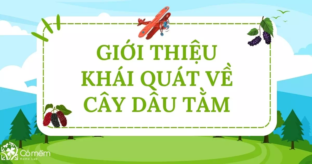 lá dâu tằm