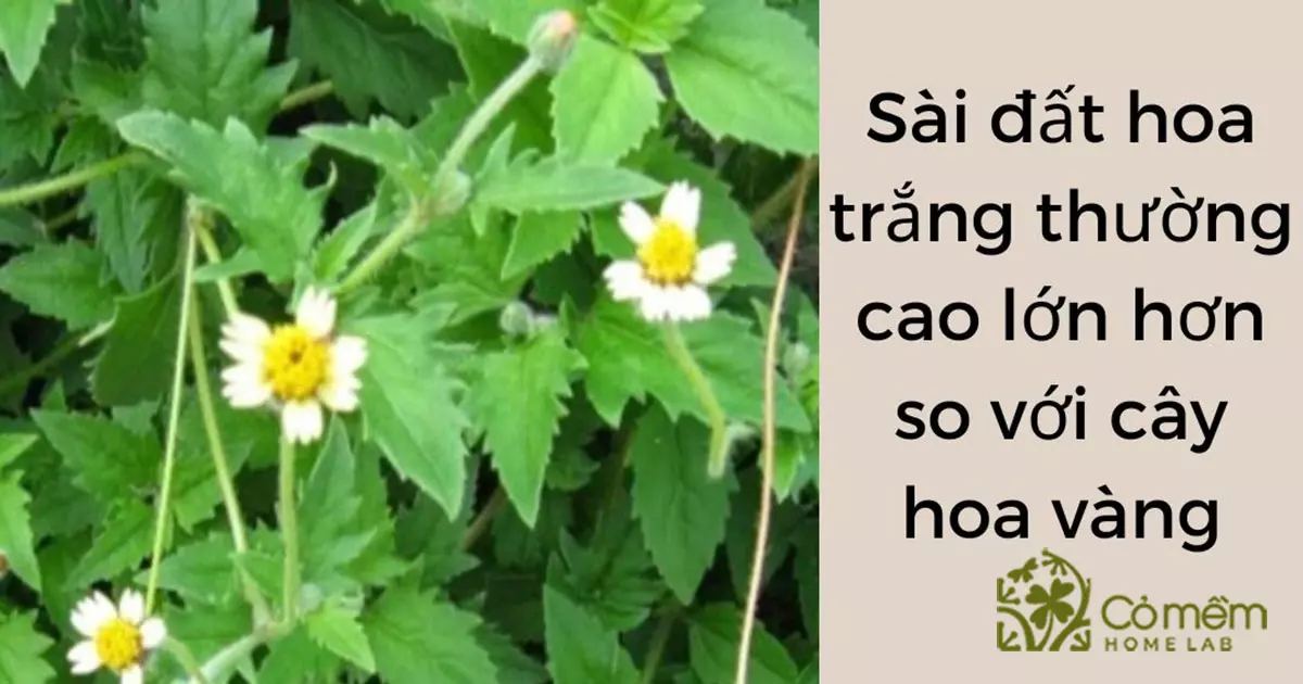 sài đất