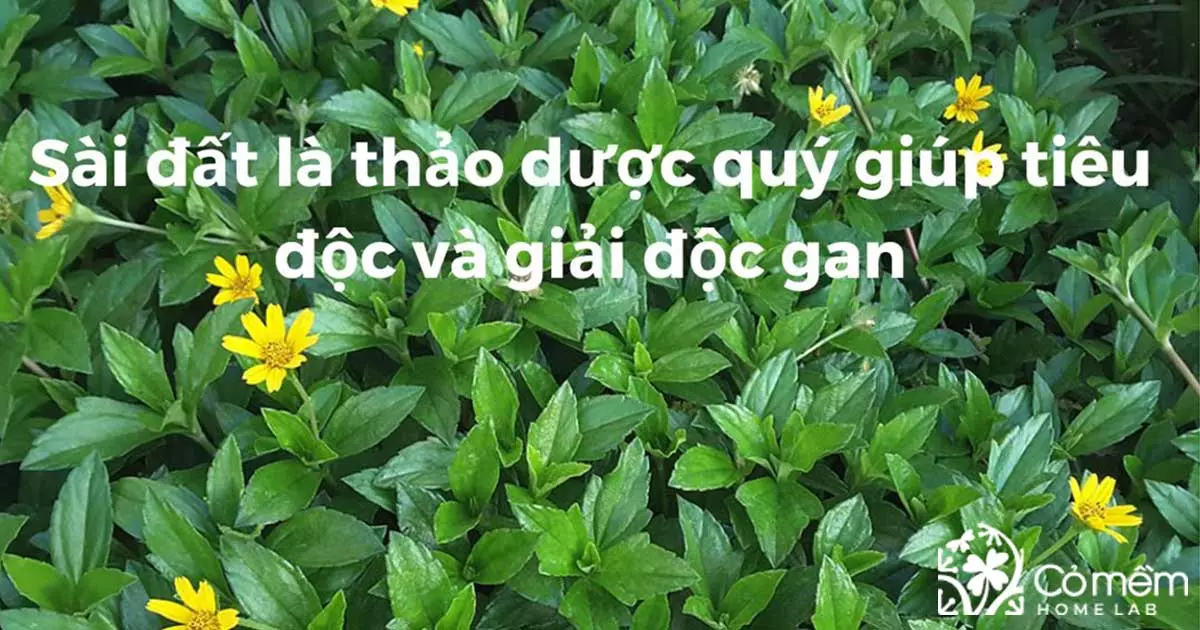 sài đất