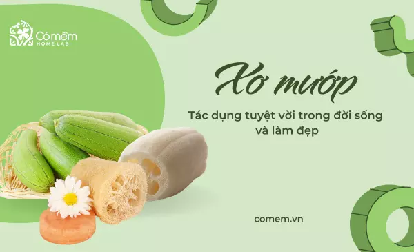 Công dụng của xơ mướp trong đời sống và làm đẹp