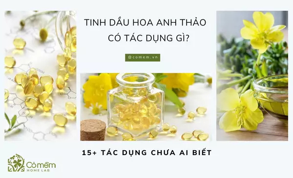 Tinh Dầu Hoa Anh Thảo Có Tác Dụng Gì? 15+Tác Dụng Ít Ai Ngờ