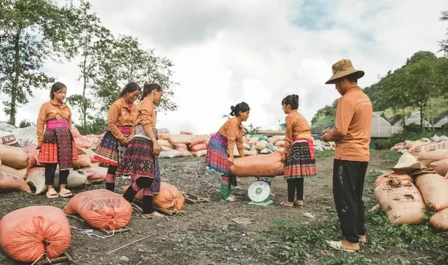 Cỏ Mềm tạo động lực phát triển kinh tế cho đồng bào vùng cao