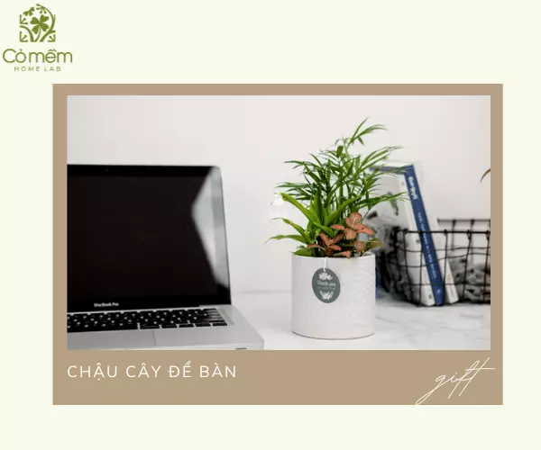 Chậu cây để bàn làm quà tặng tiết kiệm chi phí