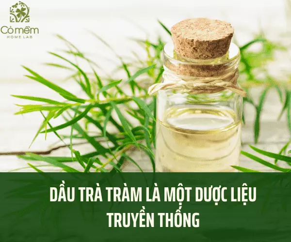 Dầu tràm là một loại dược liệu truyền thống được sử dụng từ xa xưa