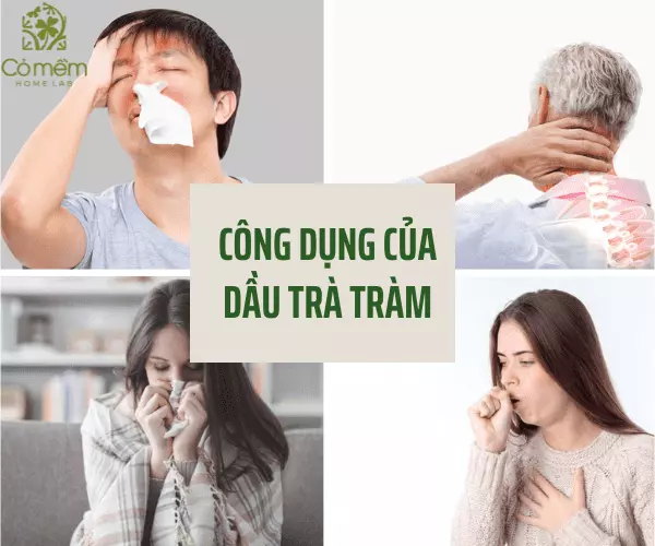 Dầu trà tràm trị các chứng liên quan đến đường hô hấp và đau nhức