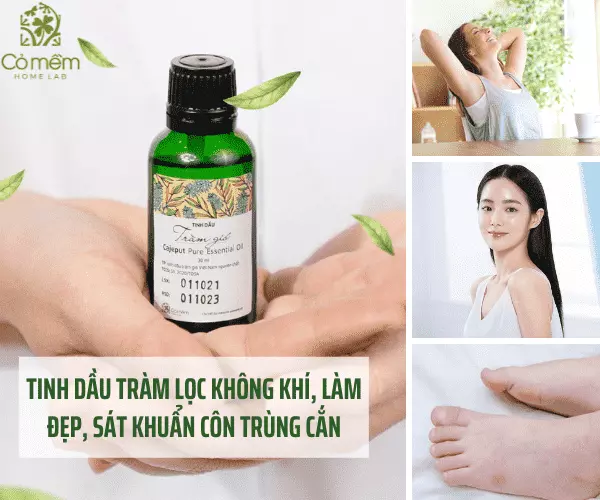 Công dụng tuyệt vời của tinh dầu trà tràm không nên bỏ qua