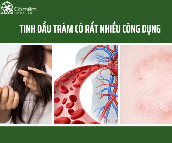 Tinh dầu tràm trị rụng tóc, chữa nấm, kích thích tuần hoàn máu