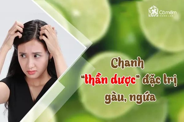 cách gội đầu để hết gàu