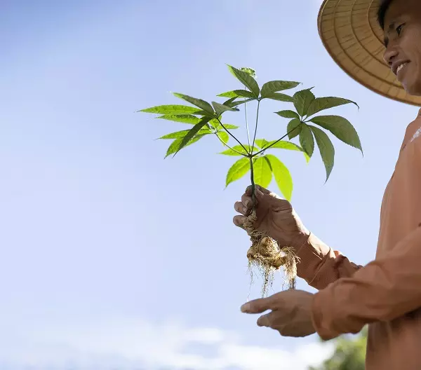 Cây Sâm Lai Châu 6 năm tuổi