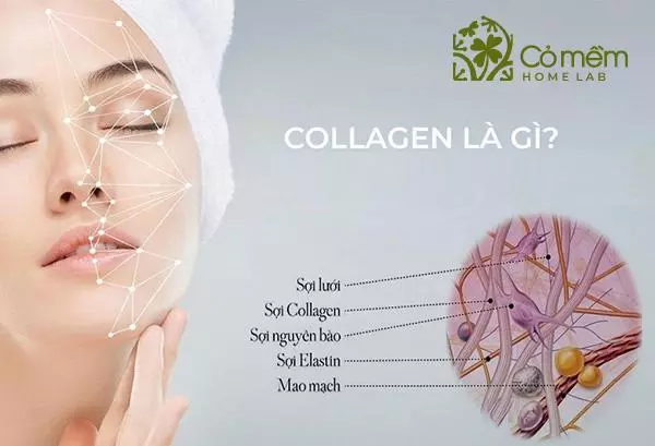 uống collagen có tăng cân không