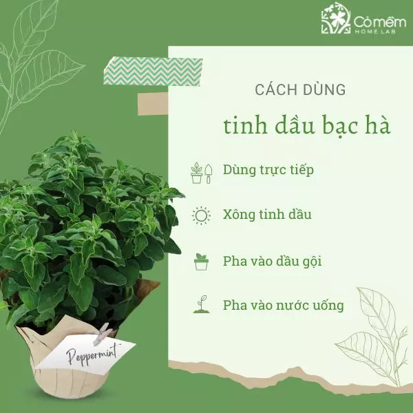 cách sử dụng tinh dầu bạc hà