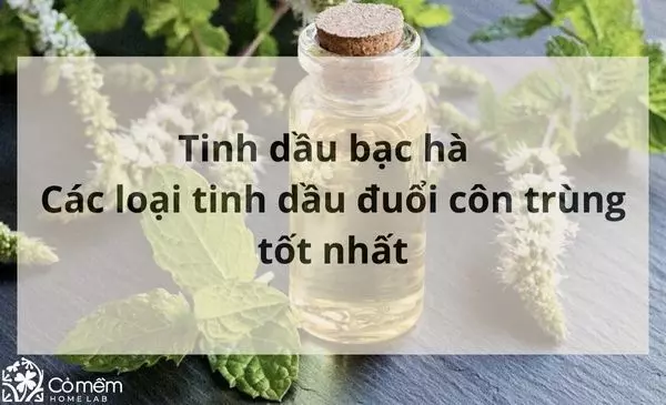 Tinh dầu bạc hà có tác dụng gì? 9 Lọ tinh dầu đuổi côn trùng tốt