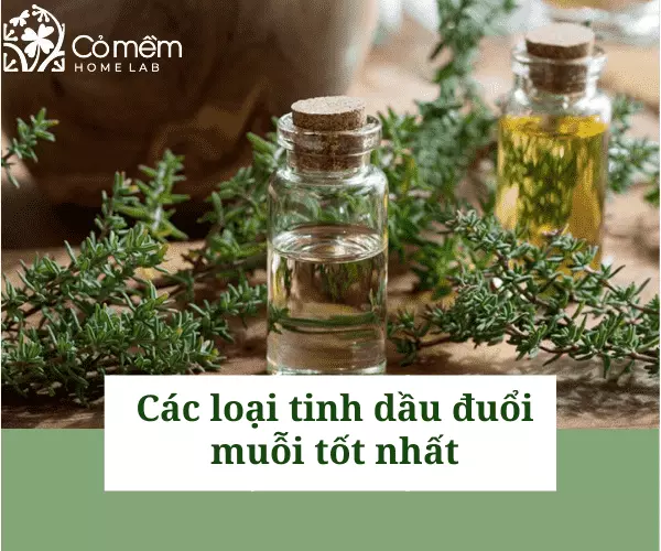 Tinh dầu xua muỗi giúp bảo vệ sức khỏe gia đình