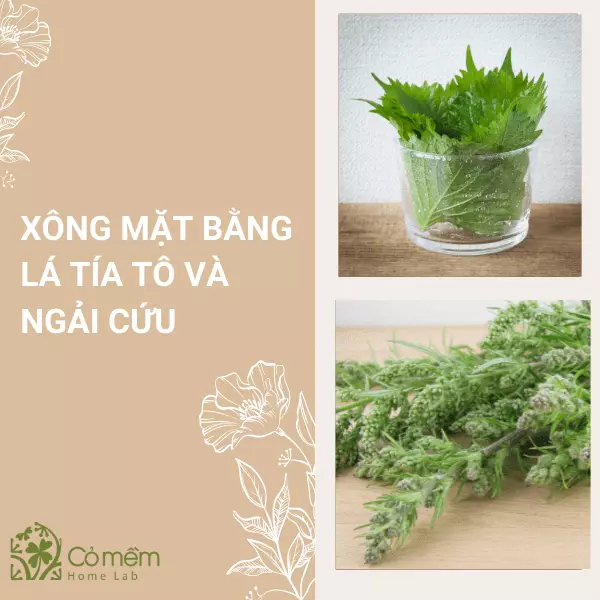 cách làm đẹp bằng lá tía tô