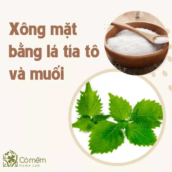 cách xông mặt bằng lá tía tô trị mụn