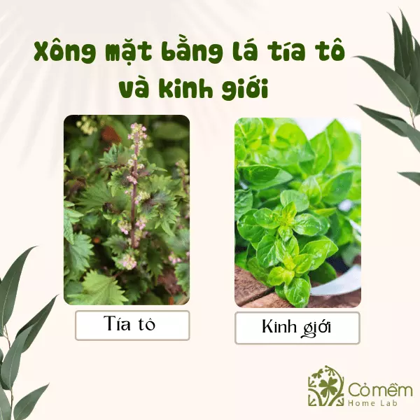 cách xông da mặt bằng lá tía tô