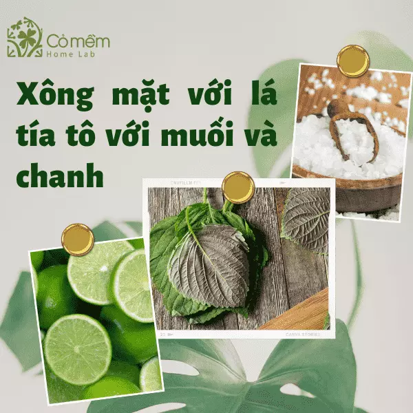 cách xông mặt bằng lá tía tô trị nám