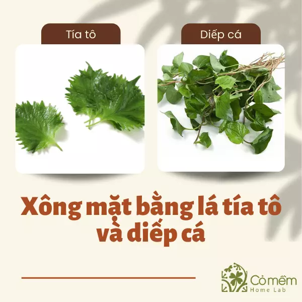 làm đẹp da bằng lá tía tô